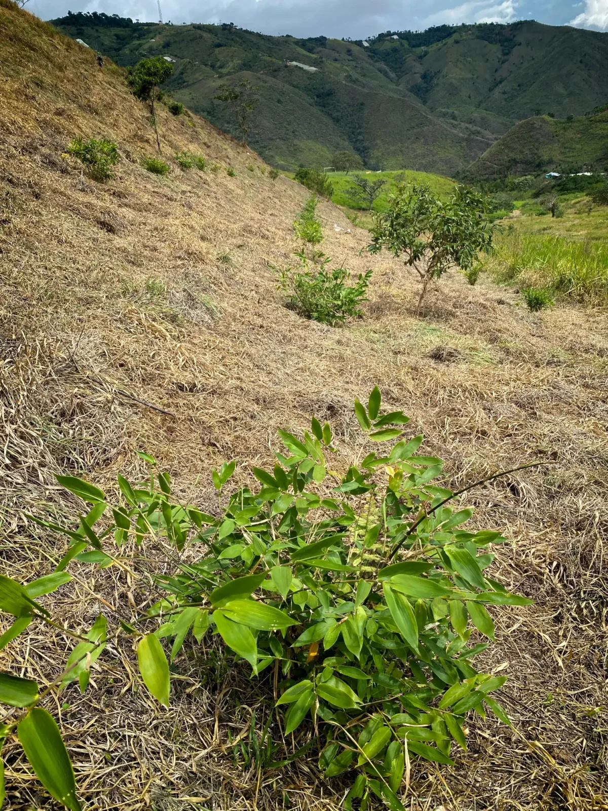 Sector 2: Guadua angustifolia 9 September 2022