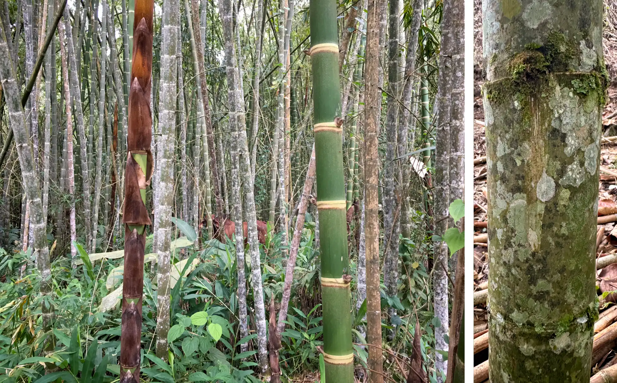 Mature Guadua bamboo with lichens Mature Guadua bamboo with lichens
