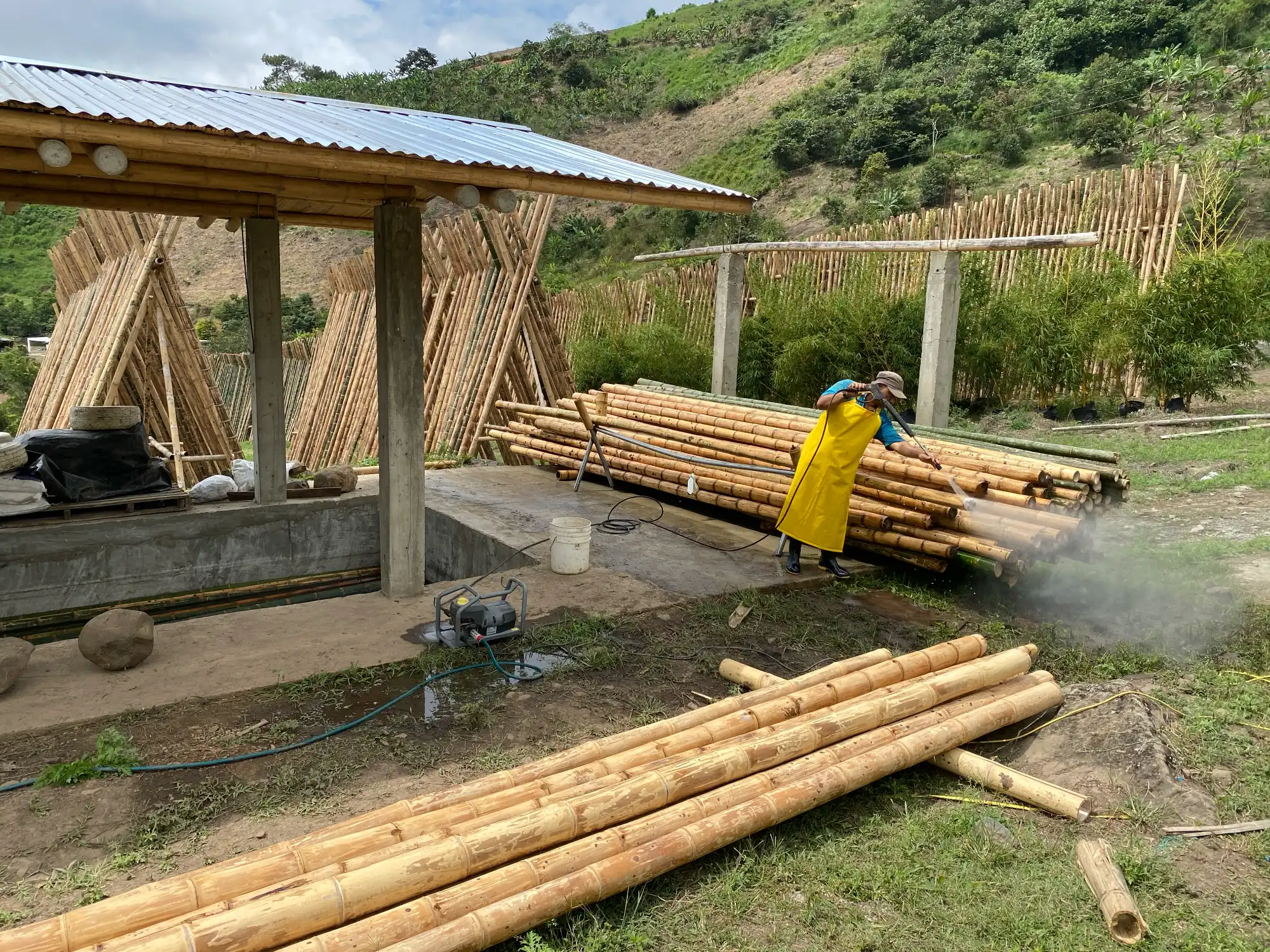 Pressure washing guadua bamboo poles Pressure washing guadua bamboo poles