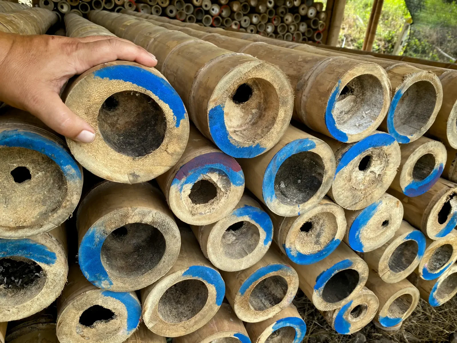 Punctured and treated guadua bamboo poles Punctured and treated guadua bamboo poles