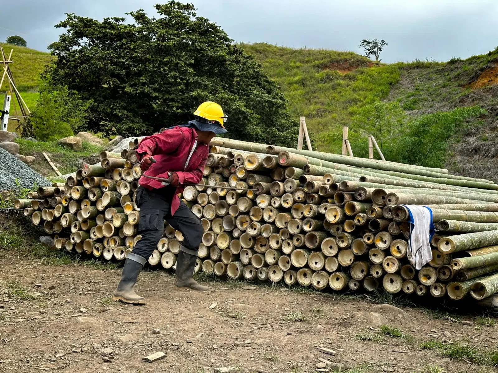 Worker puncturing guadua bamboo nodes Worker puncturing guadua bamboo nodes